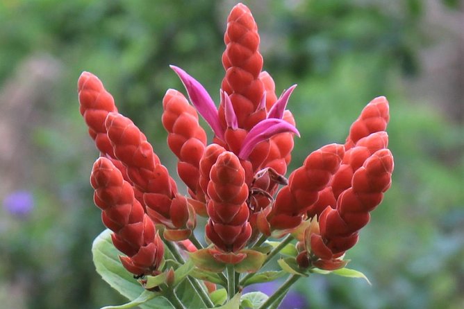 Skip the Line: Ahhh Ras Natango Gallery and Garden Admission Tickets - Food, drinks, and the pace of the visit