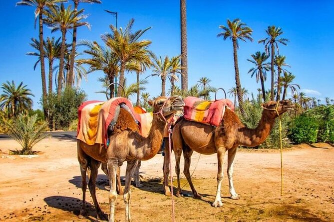 Skip the line at : Majorelle Garden and Palm Garden. - What is included, and what can cost extra