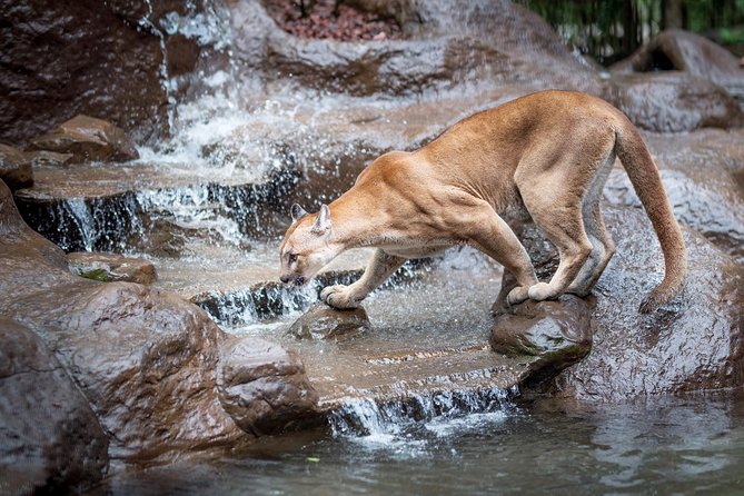 Skip the Line:Day Ticket-La Paz Waterfall Gardens Nature Park & Wildlife Refuge - What the La Paz day pass really gives you