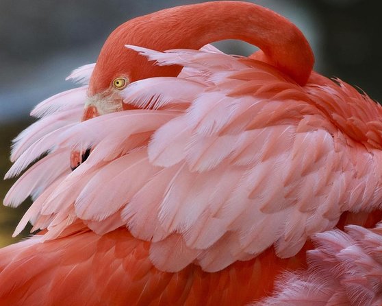 Skip the Line: Flamingo Gardens Admission Ticket in Fort Lauderdale - Key Points Before You Go