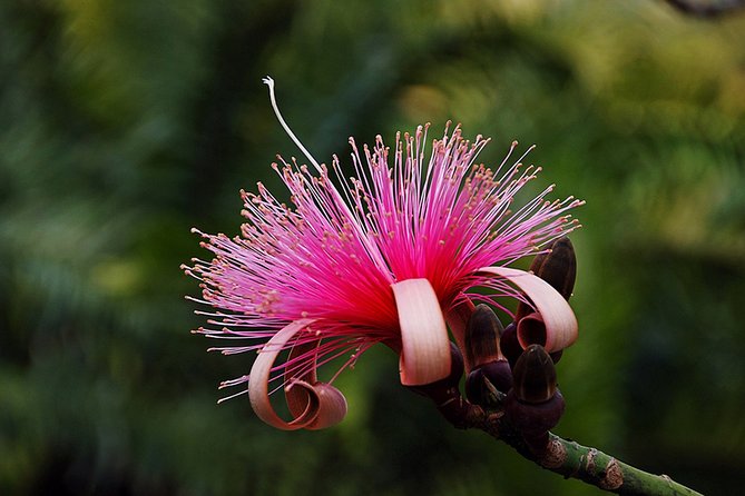 Skip the Line: Flamingo Gardens Admission Ticket in Fort Lauderdale - Visit the Wray Home Museum