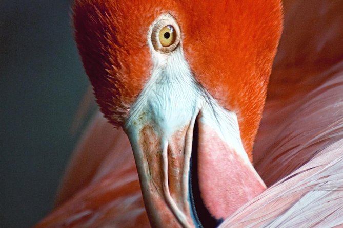 Skip the Line: Flamingo Gardens Admission Ticket in Fort Lauderdale - Ride the 25-Minute Tram Early