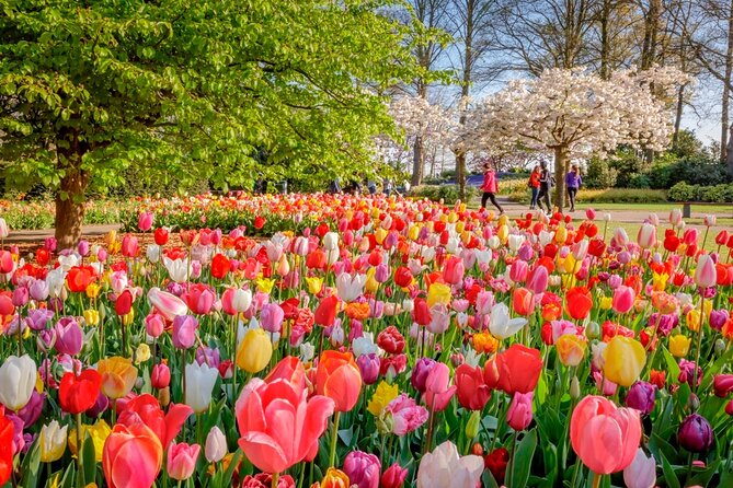 Skip-the-Line Keukenhof Gardens and Tulip Fields Tour from Amsterdam - Entering Keukenhof without the usual wait