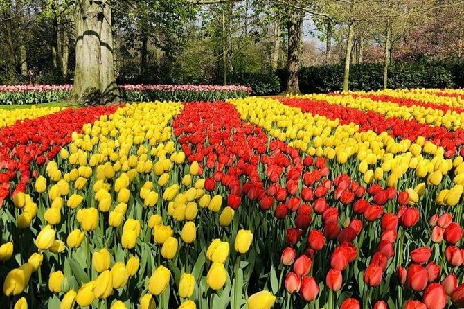 Skip-the-Line Keukenhof Gardens and Tulip Fields Tour from Amsterdam - What makes the flower displays worth the trip