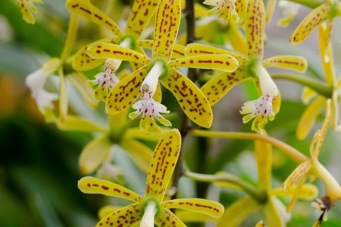 Skip the Line: Vallarta Botanical Garden Admission Ticket - Key points at a glance