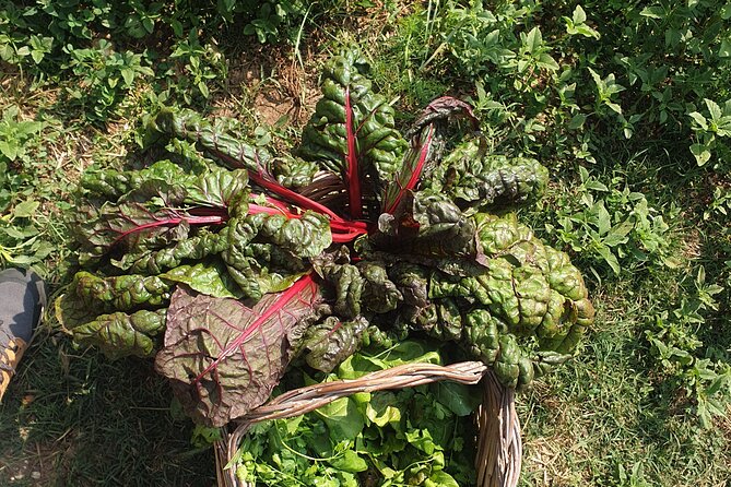 Slowlife Family Farm- Cook with us From Garden to Table Syracuse - Archaeology and 18 years of off-grid life