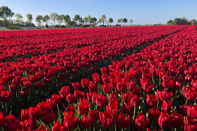 Small Group Keukenhof and Delft Guided Tour from Amsterdam - Is $191.88 good value?