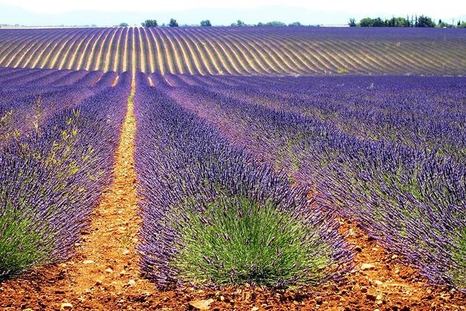 Small Group Marseille Shore Excursion: Lavender Tour - Les Grandes Marges and the local producer visit