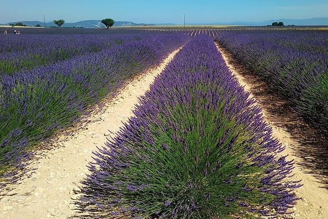Small Group Marseille Shore Excursion: Lavender Tour - Port pickup is easy, but only if you follow directions