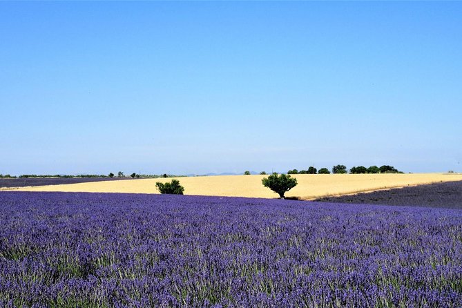 Small Group Marseille Shore Excursion: Lavender Tour - Two hours on the Plateau de Valensole