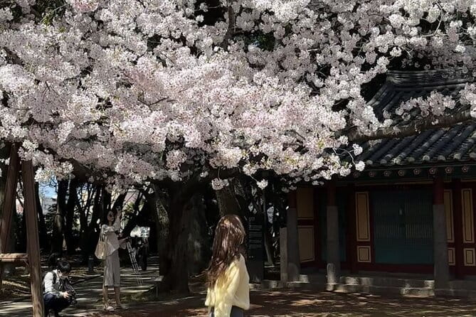 Small Group Tour East Jeju Cherry Blossom & Woman Diver Show - Jeonnonglo Road begins the flower hunt