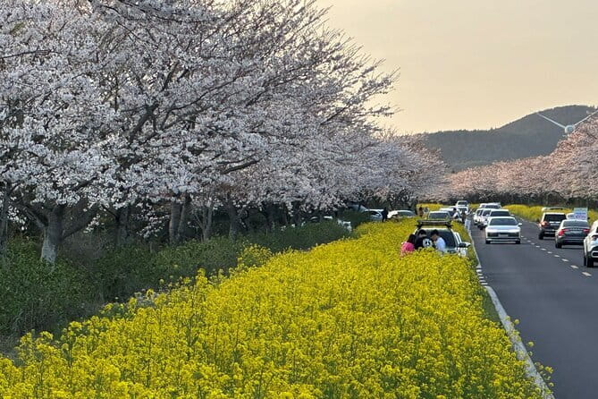 Small Group Tour East Jeju Cherry Blossom & Woman Diver Show - Seopjikoji brings together coast, flowers, and horses
