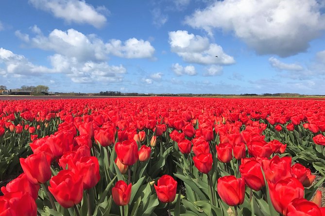 Small Group Tulip and Spring Flower Fields Bike Tour - Pedaling 12.5 miles through the flower-growing country