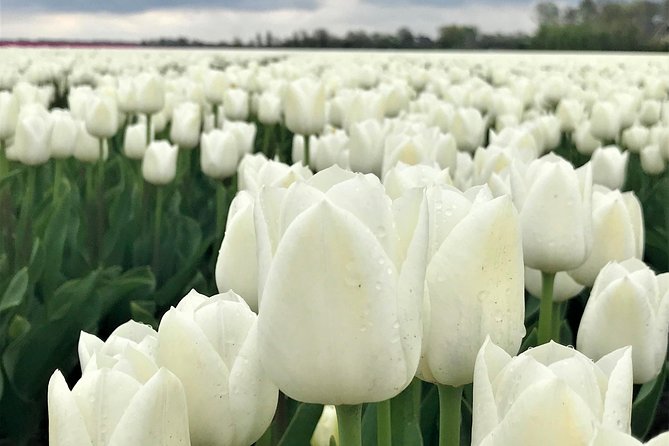 Small Group Tulip and Spring Flower Fields Bike Tour - The best time to take the ride