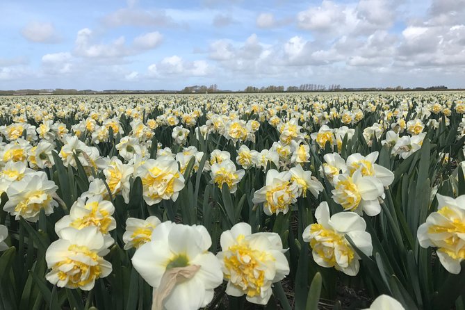 Small Group Tulip and Spring Flower Fields Bike Tour - How much cycling should you expect?