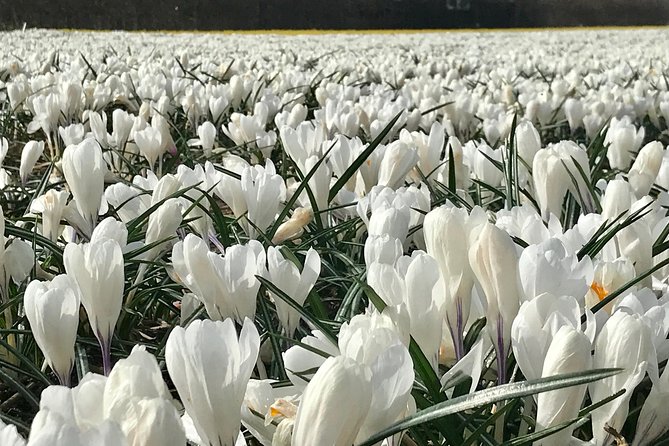 Small Group Tulip and Spring Flower Fields Bike Tour - Guide style and the personal touches