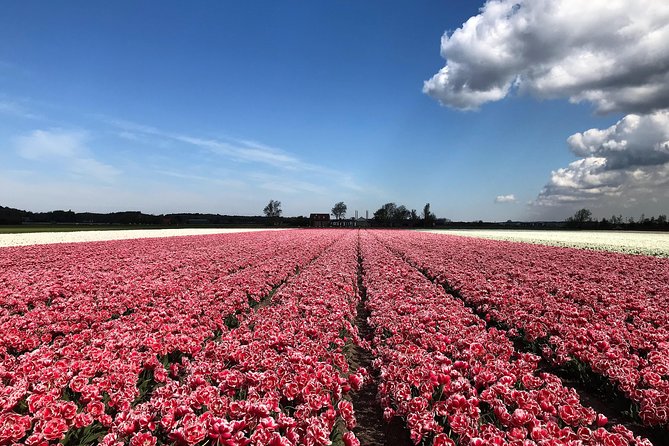 Small Group Tulip and Spring Flower Fields Bike Tour - Who should book this Alkmaar bike tour?