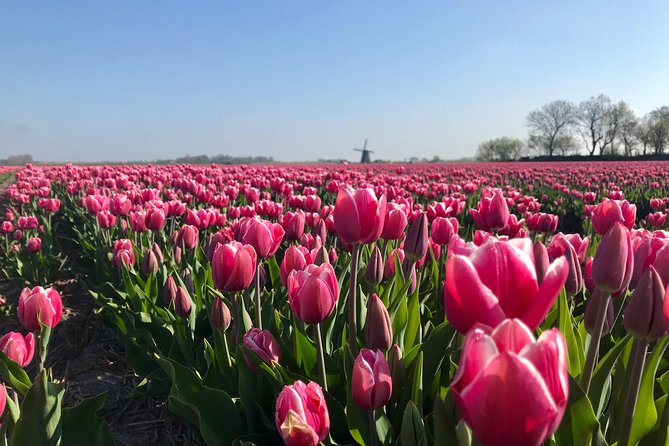 Small Group Tulip and Spring Flower Fields Bike Tour - What makes the small group useful