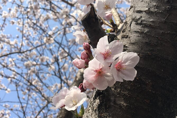 Small Group West Jeju Cherry Blossom and Strawberry Picking Tour - Six details that shape the day