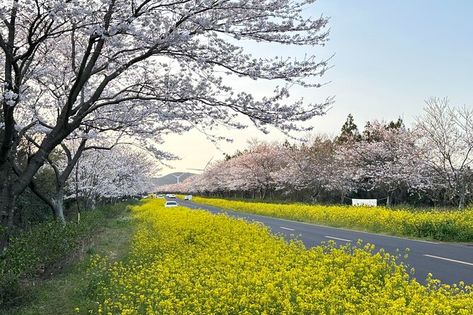 Small Group West Jeju Cherry Blossom and Strawberry Picking Tour - Why this Jeju day works best in spring