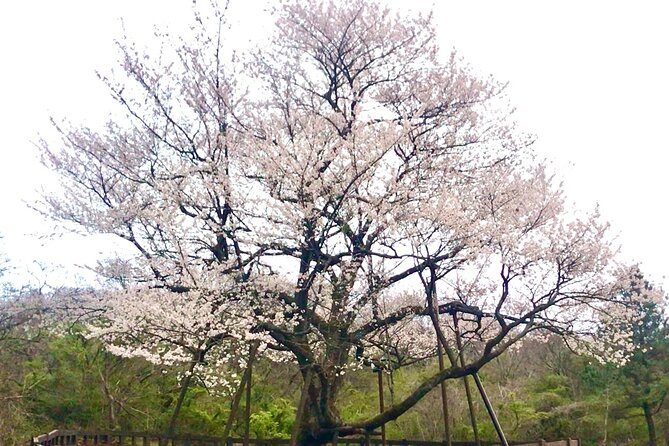 Small Group West Jeju Cherry Blossom and Strawberry Picking Tour - Strawberry picking gives the day a hands-on finish