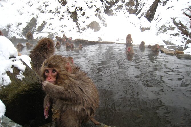 Snow Monkey and Cherry Blossom Illumination Tour (3rd ~19th Apr) - Guides, group size, and the feel of the day