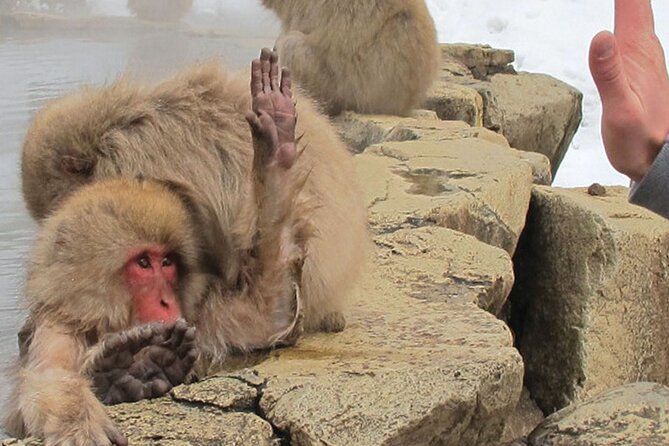 Snow Monkey and Cherry Blossom Illumination Tour (3rd ~19th Apr) - Meeting the snow monkeys at Jigokudani