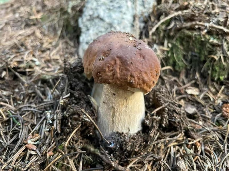 Sofia: Culinary Adventure To The Fungi And Botanical Kingdom - Should you book the mushroom and botanical tour?