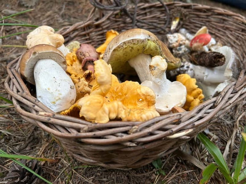 Sofia: Culinary Adventure To The Fungi And Botanical Kingdom - Why the guide matters on a forest walk
