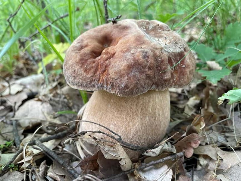 Sofia: Culinary Adventure To The Fungi And Botanical Kingdom - Practical tips for a smoother outing