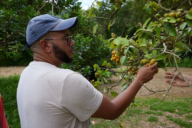 Soma Garden All Inclusive Tropical Fruit Farm Tour - A half-hour of fresh fruit and tropical drinks