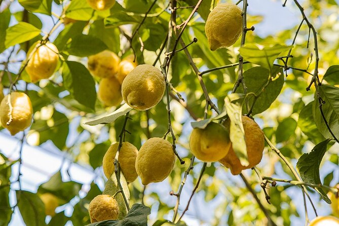Sorrento Ape Tour, Lemon Garden, Mozzarella Show & Pizza Class - Who Will Enjoy This Sorrento Experience Most