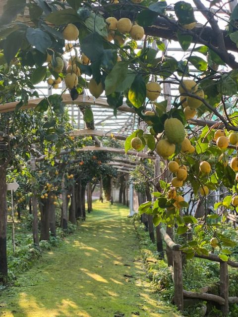 Sorrento: Lemon Garden Tour with Marmalade Tasting - Quick take: what makes this lemon tour worthwhile