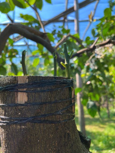 Sorrento: Lemon Garden Tour with Marmalade Tasting - Is $47 a fair price?