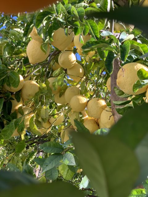 Sorrento: Lemon Garden Tour with Marmalade Tasting - Walking beneath the traditional lemon pergolas