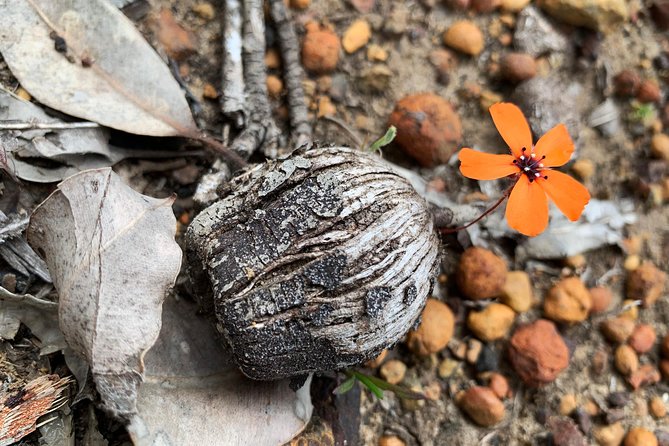 Spring Wildflower Private Day Tours - Kings Park: the easy city introduction