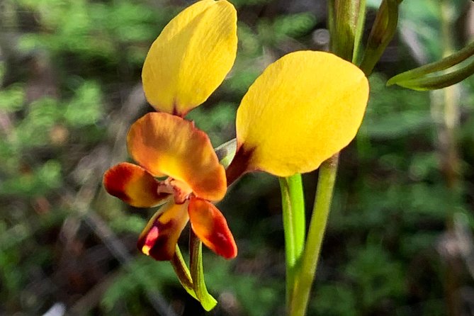 Spring Wildflower Private Day Tours - Araluen Botanic Park and its August tulips