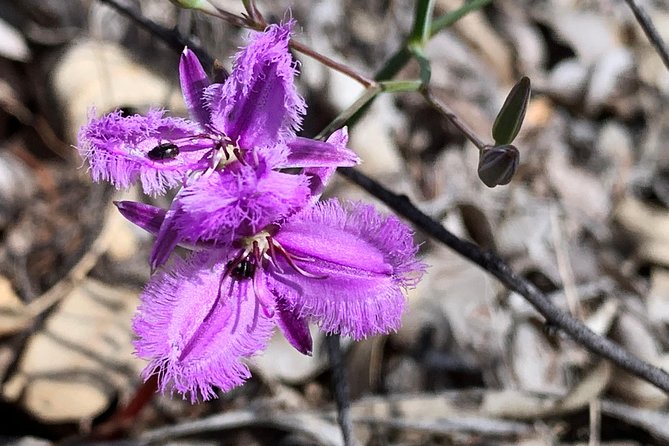 Spring Wildflower Private Day Tours - A private route can be shaped around your group