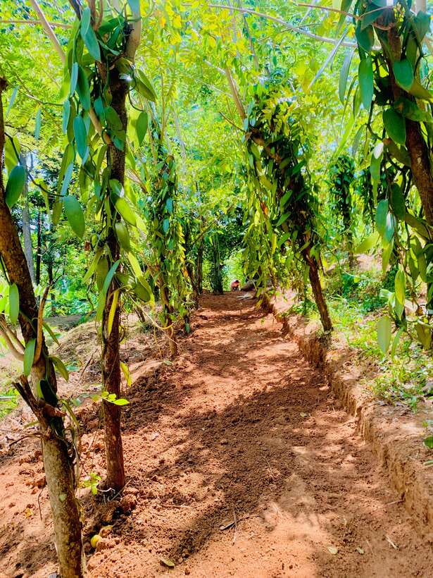 Sri Lanka: Ceylon Cinnamon Experience & Spice Garden Tour - Key points at a glance