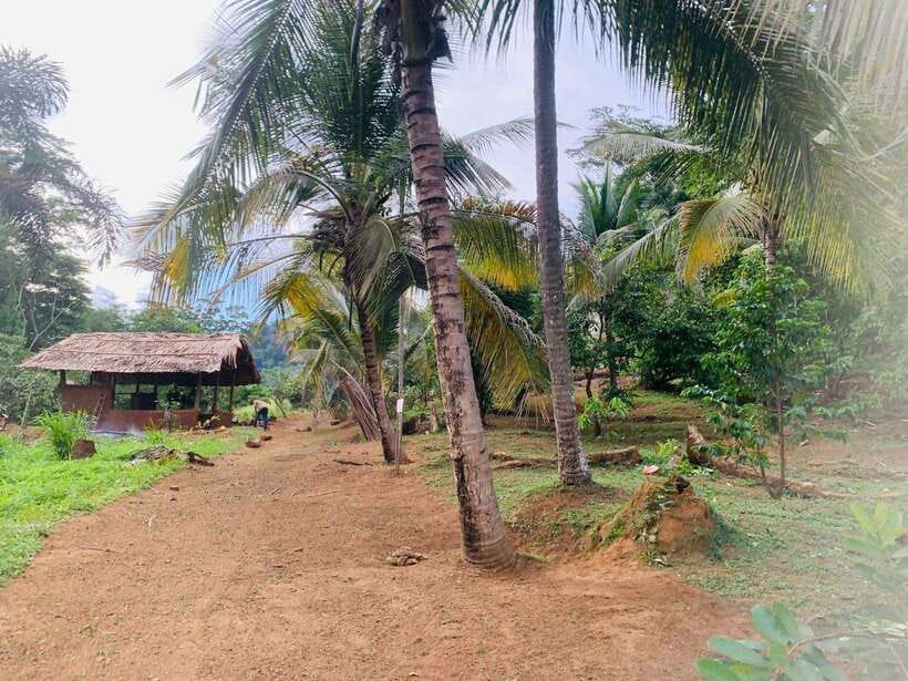 Sri Lanka: Ceylon Cinnamon Experience & Spice Garden Tour - Who should book this experience?
