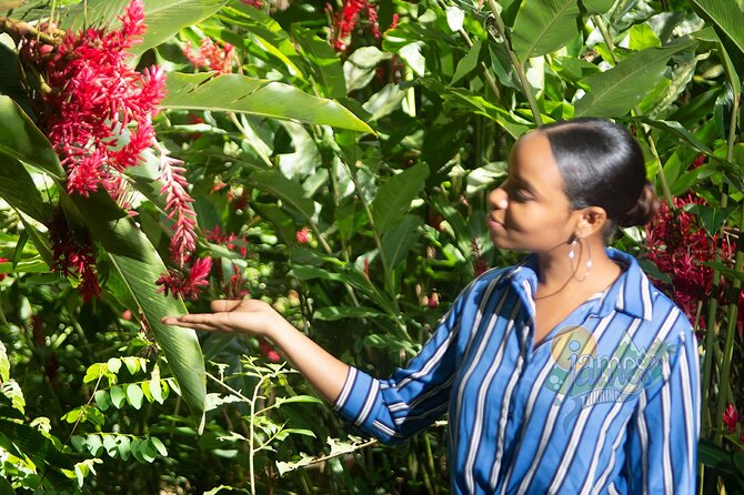 St. Lucia Botanical Gardens and Waterfall Tour Groups only - Diamond Botanical Gardens and the waterfall
