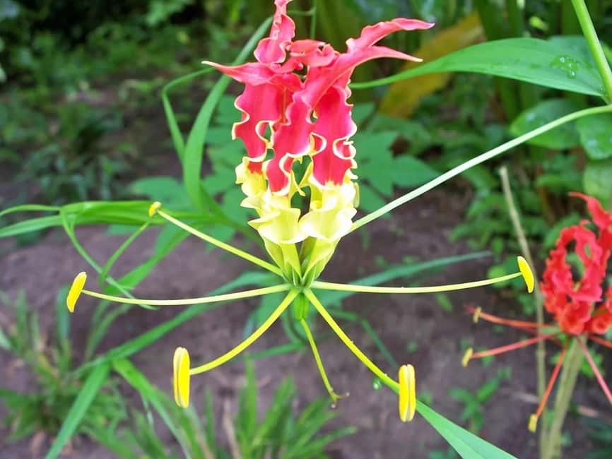 St. Lucia: Drive-in Volcano, Waterfall and Garden Day Trip - The road to Soufriere matters
