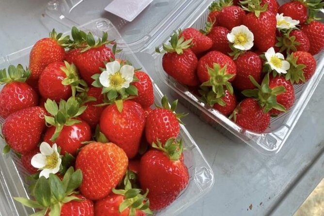 Strawberry & Eobi Valley & Nami Island & Garden of Morning Calm - The Garden of Morning Calm after dark