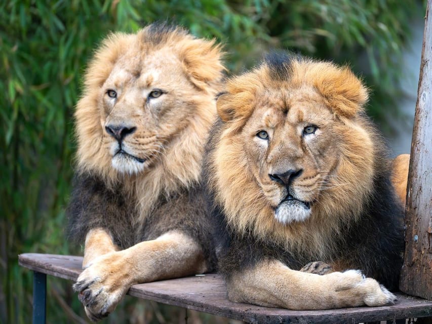Stuttgart: Wilhelma Zoological-Botanical Garden Ticket - Meeting animals from every continent