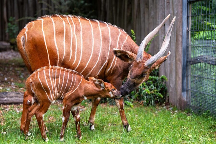 Stuttgart: Wilhelma Zoological-Botanical Garden Ticket - Terra Australis and Wilhelma’s rarest animals