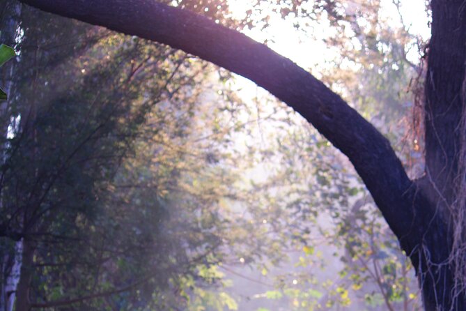 Sunder Nursery Delhi's Heritage Garden Walk Tour - The early pickup and private ride