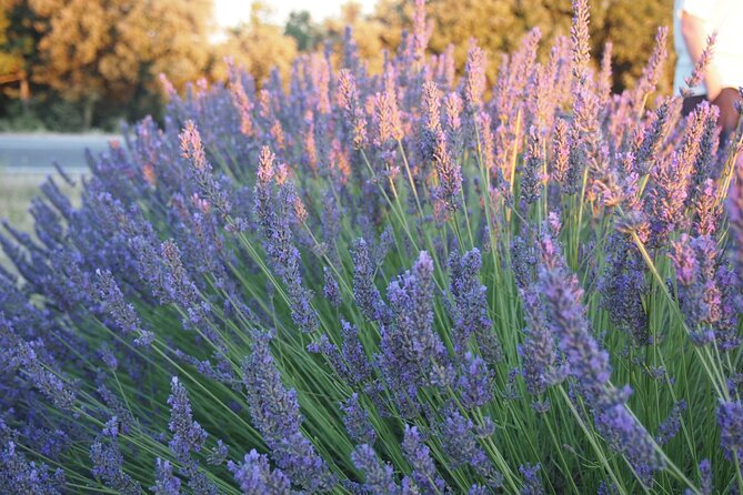 Sunset Lavender Tour from Aix-en-Provence - Why sunset makes Valensole worth the drive
