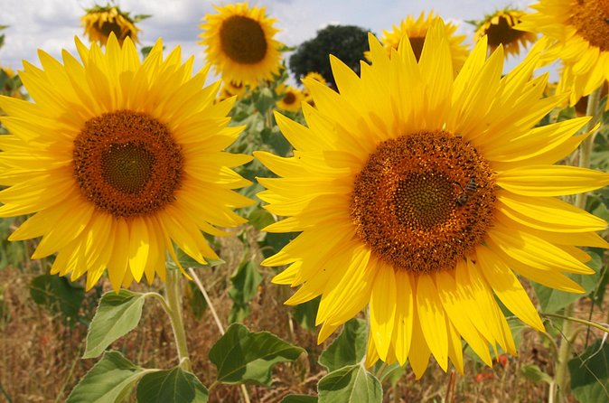 Sunset Lavender Tour from Aix-en-Provence - Field stops, sunflowers, and the best photo light