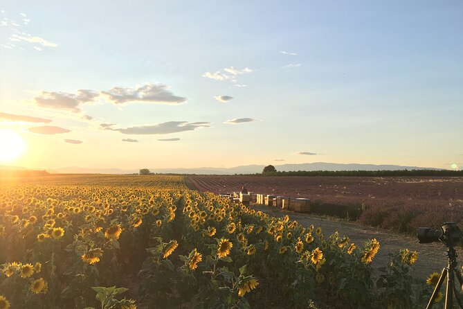 Sunset Lavender Tour from Aix-en-Provence - Who should book this sunset outing?