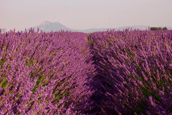 Sunset Lavender Tour in Valensole with pickup from Marseille - Why Sunset Is the Right Time for Valensole